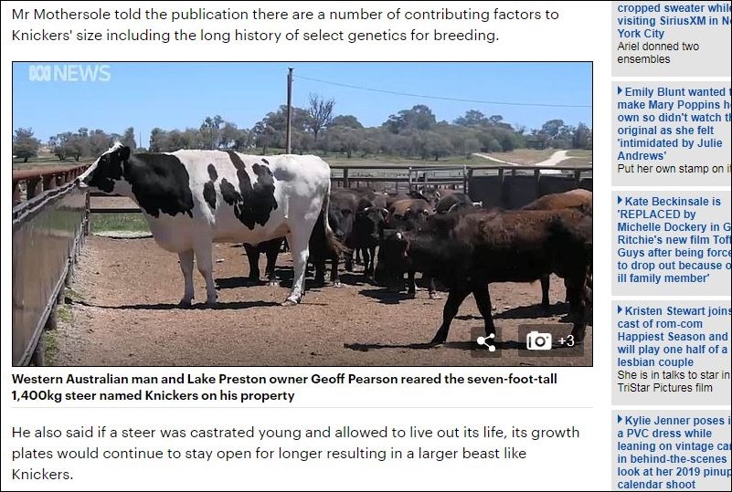 ▲澳洲西部農村有一頭7歲大、高194公分的牧牛。（圖／翻攝自每日郵報）