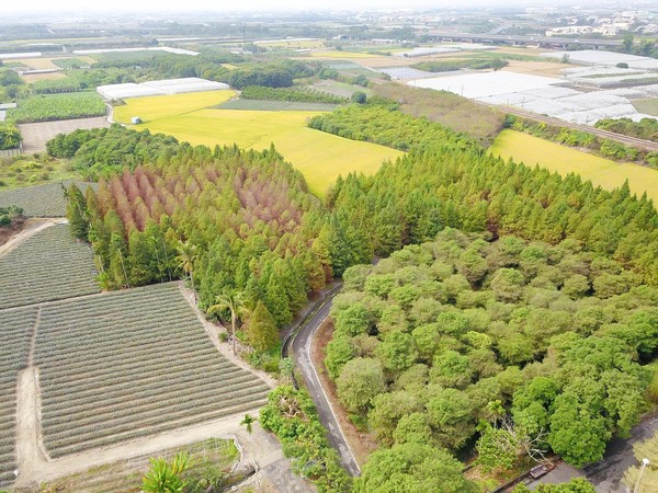 ▲▼雲林林內九芎村落羽松。（圖／小腹婆大世界提供）