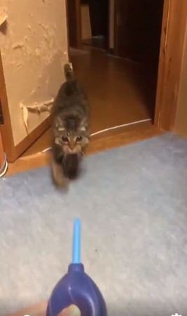 喚貓神器擠壓3下，主子光速竄出。（圖／翻攝自推特用戶「@oMIYAVIo」）