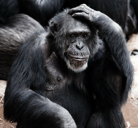 ▲▼ 黑猩猩,思考,猿。（圖／免費圖庫pixabay）