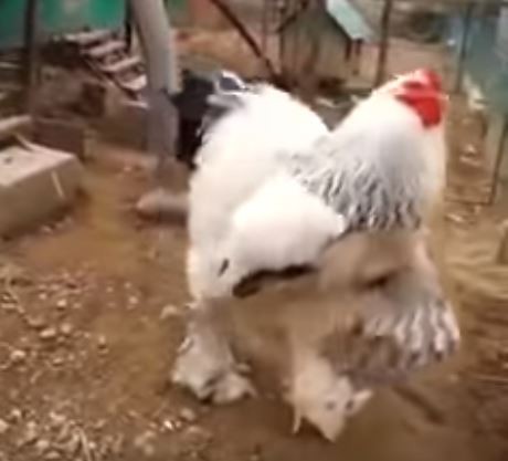 ▲▼科索沃出現7.7公斤的巨雞。（圖／翻攝自YouTube／Chit Elinon）