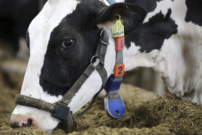 美國1人接觸乳牛「罕見染禽流感」　H5N1病毒傳播至新物種