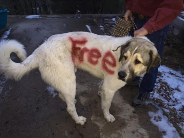 狗狗身上被噴FREE。（圖／翻攝自Barbara Allen臉書）