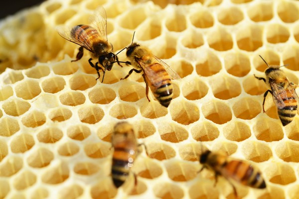 ▲蜂蜜。（圖／取自免費圖庫pixabay）