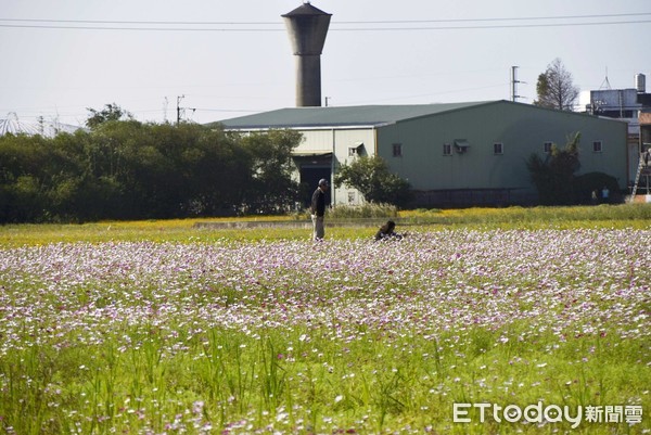 ▲桃園花彩節,蘆竹區。（圖／記者陳涵茵攝） 