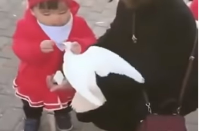 ▲女娃一把將鴿子的頭抓住，兇狠地搶下牠口中的吐司屑。（圖／翻攝自Youtube）