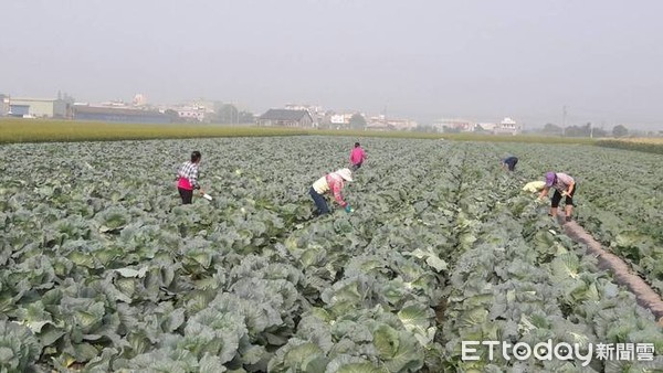 ▲雲縣搶救高麗菜，新科縣長張麗善表示，明日將與朱立倫共同會商。（圖／記者唐詠絮翻攝）