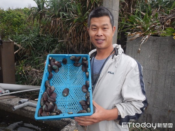 ▲ 東北角得天獨厚海域環境 孕育在地美味「貢寮鮑」。（圖／新北市漁業處提供）