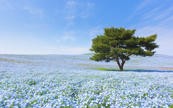 ▲藍色粉蝶花將陸地染成和天空一樣的藍色。（圖／shutterstock.com提供）