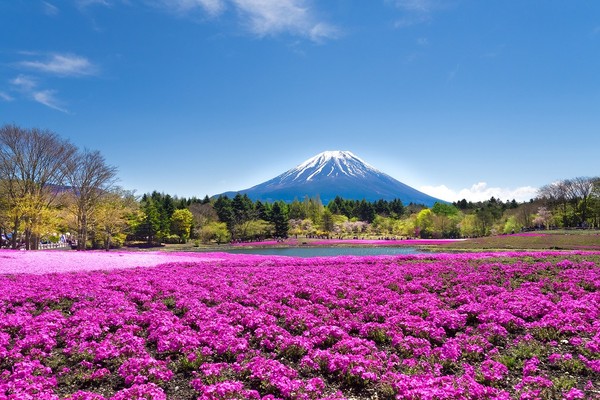 ▲富士芝櫻祭為地面鋪上了天然的彩色地毯。（圖／shutterstock.com提供）
