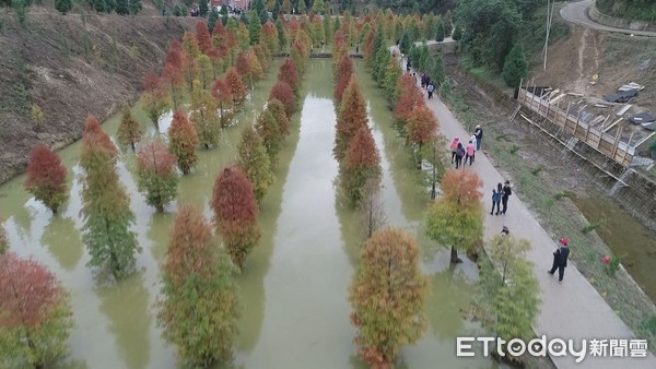 ▲台三線新祕境，超過300棵落羽松倒映成美景，每天超過千人來此朝聖。（圖／記者黃孟珍翻攝）