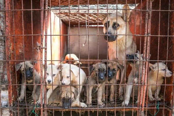 南韓狗肉農場。（圖／翻攝自Humane Society International）