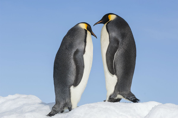 ▲▼ 企鵝寶貝2：極地的呼喚。（圖／imdb）