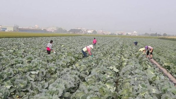 ▲▼高麗菜價格崩跌，雲林縣府啟動耕鋤機制，每公頃補助7萬元。（圖／雲林縣政府提供）