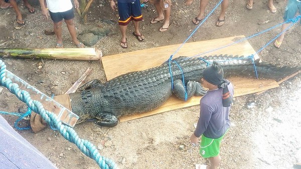 ▲▼菲律賓巴拉望省捕獲巨型鹹水鱷。（圖／翻攝Facebook／Rizzie Ancheta）
