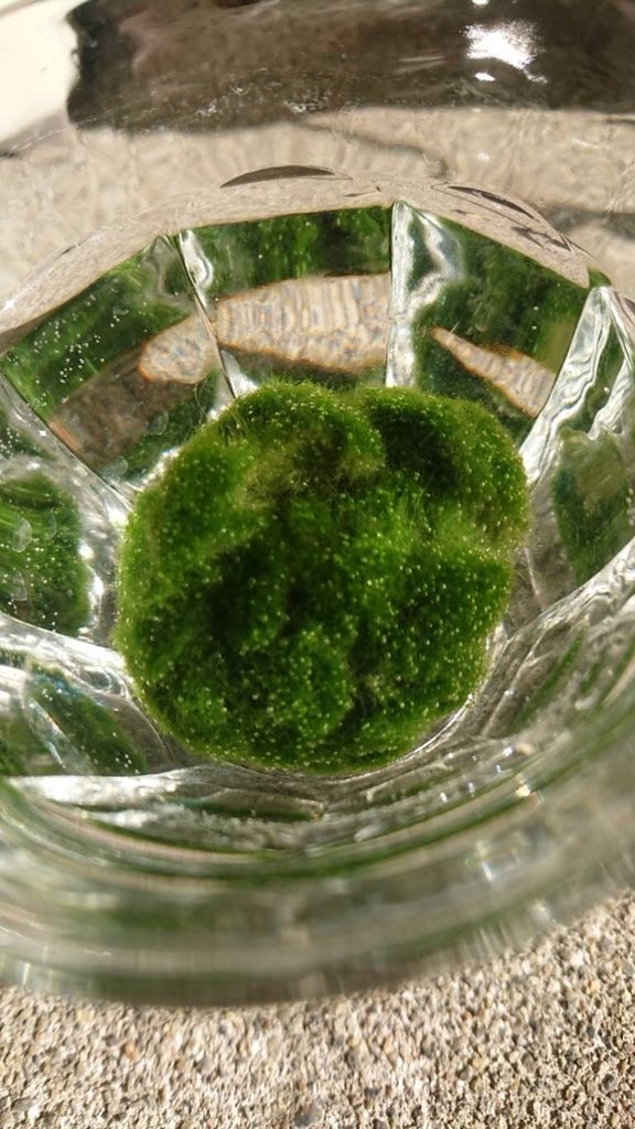 ▲▼日網友發現，養了6年的球藻竟然是尼龍製。（圖／翻攝自推特，slowdelay）