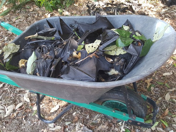 ▲ 麗莎家後院的垃圾桶內堆滿了蝙蝠屍體 。（圖／翻攝Lisa Eagleton臉書）