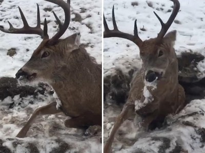 活生生凍成標本！重傷鹿逃不出急凍雪地　生前撐大眼努力站起來