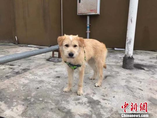 ▲忠犬八公，乖乖，四川             。（圖／翻攝自中新網）