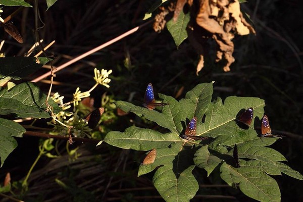 高雄茂林紫蝶（圖／翻攝自茂林國家風景管理處粉絲團）。