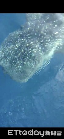 ▲鯨鯊出現小琉球海域　網友驚喜：愛護牠▼             。（圖／記者陳崑福翻攝）