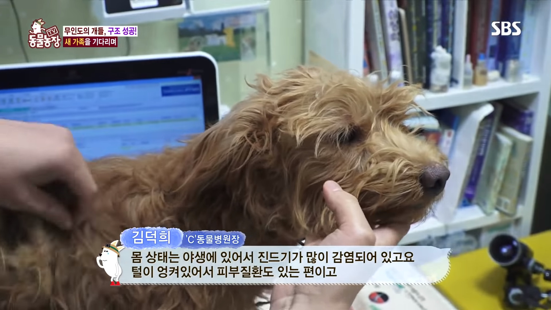 ▲▼南韓統營2隻狗被拋棄在無人島（圖／翻攝自Youtube@SBS Culture）