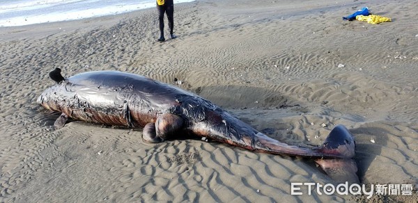 ▲▼嘉義縣東石白水湖沙洲傳鯨魚擱淺死亡。（圖／記者翁聖勳翻攝，下同）