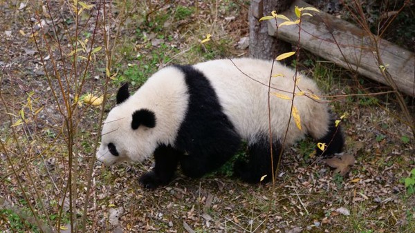 ▲福鳳在戶外活動場適應新環境。（圖／翻攝自成都全搜索新聞網）