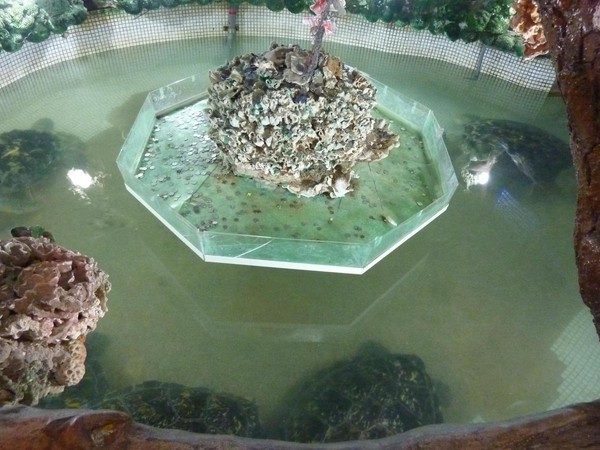 澎湖大義宮飼養的海龜關在不見天日的地下室，廟方將牠們居住的水池營造成「許願池」，信眾丟擲的硬幣造成海龜重金屬汙染。（翻攝畫面）