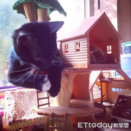 OREO硬擠小時後玩的娃娃屋。（圖／網友Rita Lin提供，請勿隨意翻拍，以免侵權。）