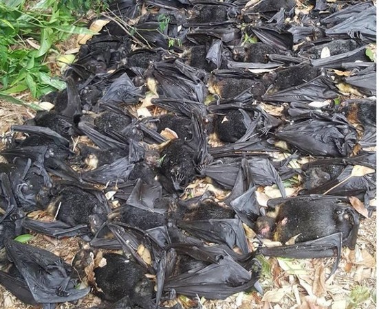 ▲倒掛在樹上睡覺的蝙蝠活活被「烤熱」後，一隻隻摔落在地上。(圖／臉書@Lisa Eagleton）