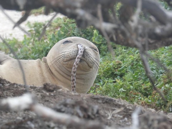 夏威夷僧海豹掛一條「鰻魚鼻涕」超蠢萌　就說吃東西別說話。（圖／取自Hawaiian Monk Seal Research Program）