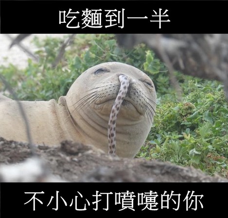 夏威夷僧海豹掛一條「鰻魚鼻涕」超蠢萌　就說吃東西別說話吼。（圖／取自Hawaiian Monk Seal Research Program）