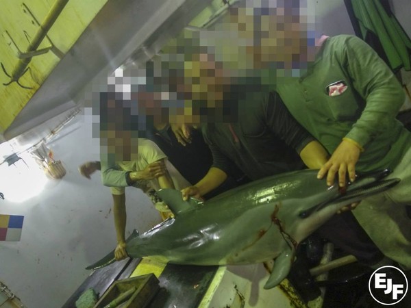 台灣漁船被踢爆殺鯨豚。（圖／翻攝自Environmental Justice Foundation）