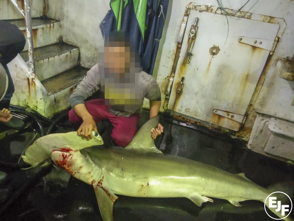 台灣漁船被踢爆殺鯨豚。（圖／翻攝自Environmental Justice Foundation）