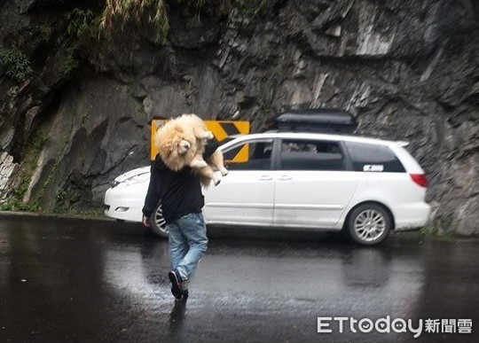 ▲扛山豬上車！爸一肩舉起41kg胖鬆獅　牠一臉囧：偶鼻要回家啦。（圖／有點毛毛的／飼主傅郁淳提供）