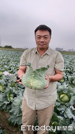 ▲高思博親自至新市區高麗菜園助割，瞭解盛產價格崩盤現況。（圖／記者林悅翻攝，下同）