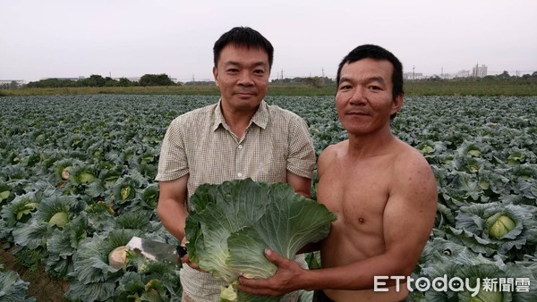 ▲高思博親自至新市區高麗菜園助割，瞭解盛產價格崩盤現況。（圖／記者林悅翻攝，下同）