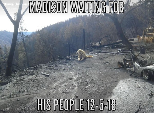 ▼加州森林大火後，麥迪森守著家園等主人回來團聚。（圖／翻攝自Shayla Sullivan臉書）