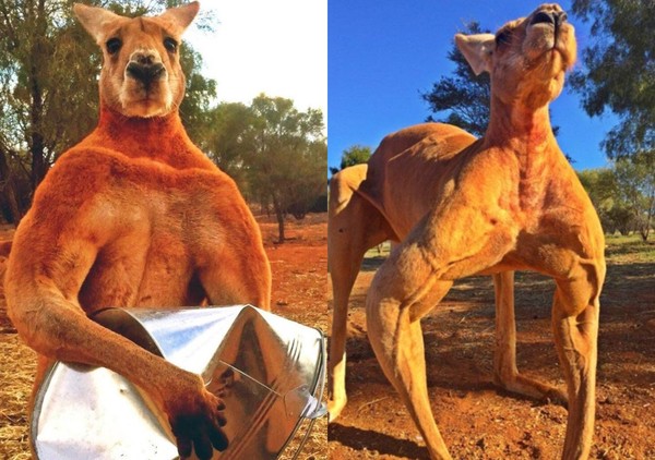 ▲▼澳洲最有名的肌肉袋鼠12歲死亡。（圖／翻攝自The Kangaroo Sanctuary Alice Springs）