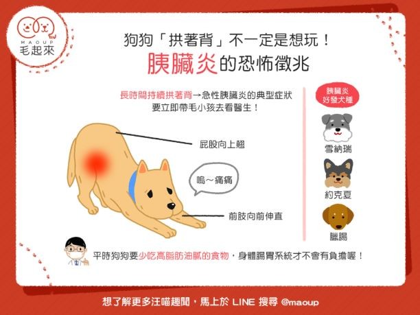 不是想玩 淚揭 狗狗拱背翹屁屁 恐怖真相 3犬種容易中 Ettoday健康雲 Ettoday新聞雲