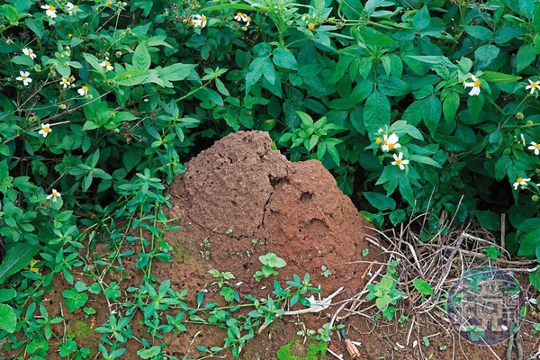 紅火蟻的蟻丘藏在樹叢中，不小心就可能誤踏被攻擊。