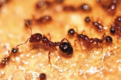 紅火蟻有強烈毒性，會先用大顎咬住獵物，再用尾端的毒針猛刺注入毒液。（新北市政府提供）