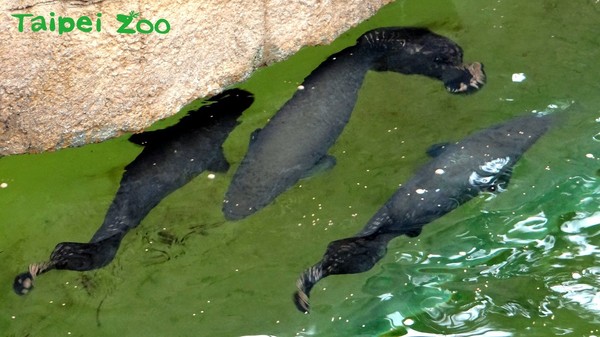 ▲遊客驚見「食人魚」群游？　動物園：人家是紅銀板寶寶啦！。（圖／台北市立動物園）