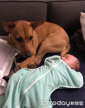 ▲小主人出生6個月就學會吸狗。（圖／臉書粉絲專頁「米漿」授權提供）