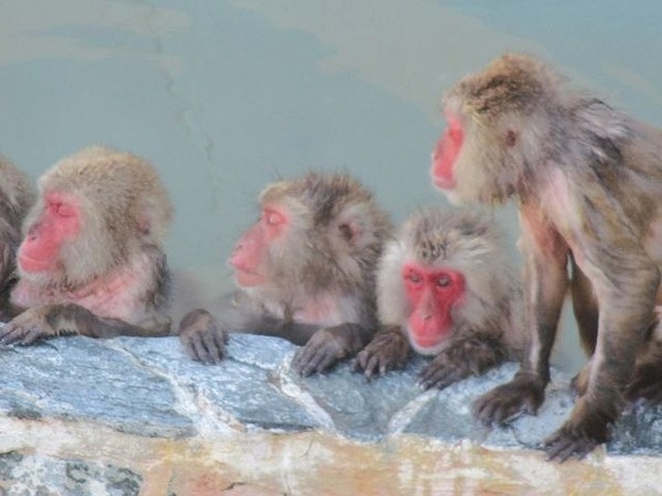 猴子泡溫泉。（圖／翻攝自涵館市立植物園）