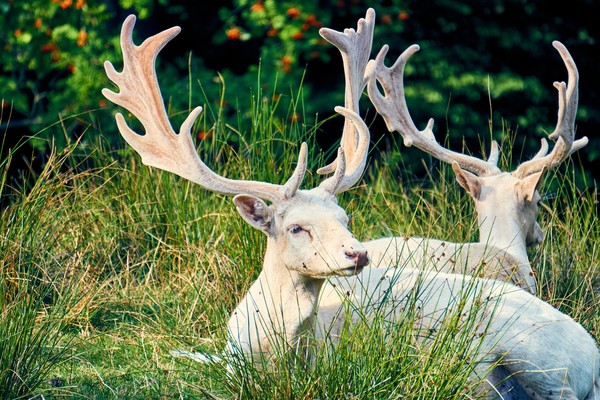 ▲▼白化症，白子，白鹿，白化鹿。（圖／取自免費圖庫pixabay）