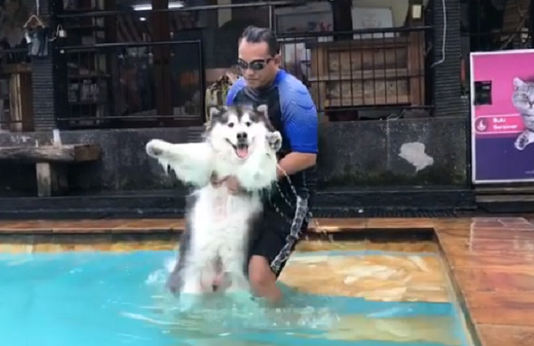 ▲阿拉斯加雪橇犬下泳池前舉雙手投降。（圖／翻攝自Instagram@elvis.barksley）