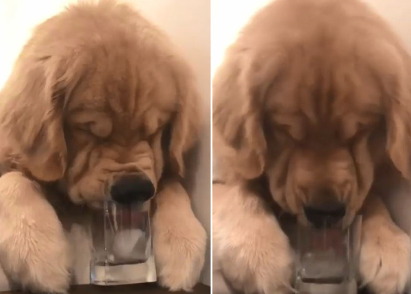 阿金塞水杯嗑冰塊，擠到滿臉皺紋。（圖／翻攝自Instagram用戶「chasin_chester」）