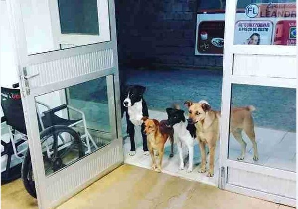 ▲▼　巴西街友半夜求診時，4隻狗狗好友站在門口等他。（圖／翻攝Shubhada Patwardhan臉書）